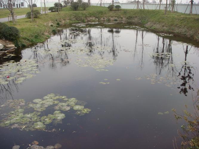 无锡城北污水厂人工湿地 自然的力量点亮生态绿洲